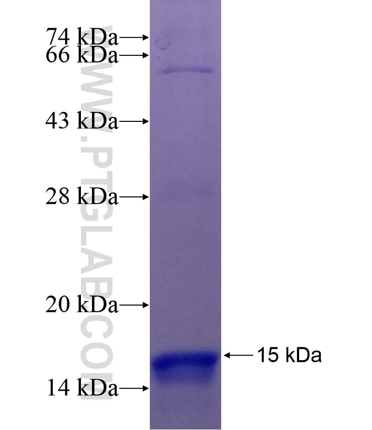 NDST1 fusion protein Ag24422 SDS-PAGE