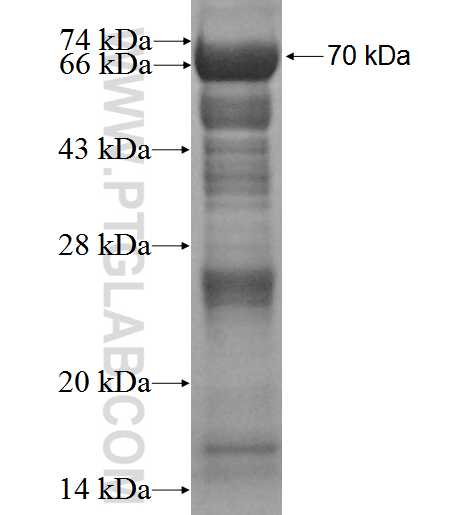 NDST1 fusion protein Ag3057 SDS-PAGE