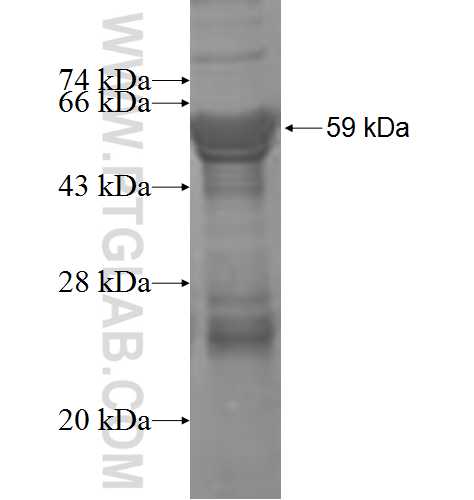 NDST2 fusion protein Ag4656 SDS-PAGE