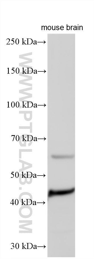 WB analysis using 21569-1-AP (same clone as 21569-1-PBS) Western Blot (WB) analysis of various lysates using NDST3 Polyclonal antibody (21569-1-AP)