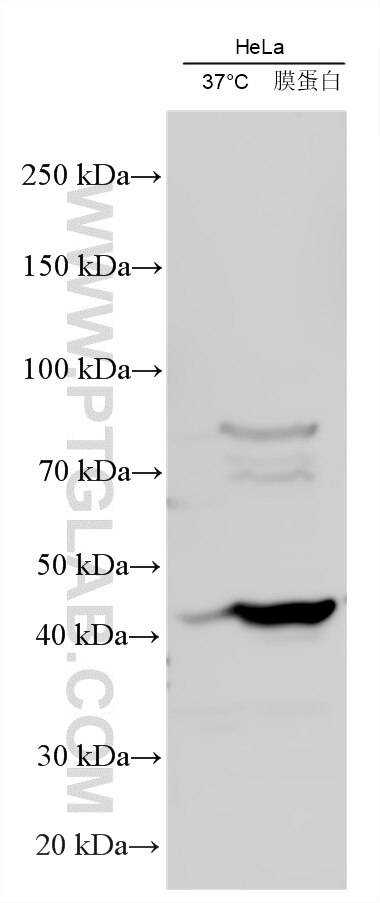 WB analysis using 21569-1-AP (same clone as 21569-1-PBS) Western Blot (WB) analysis of various lysates using NDST3 Polyclonal antibody (21569-1-AP)