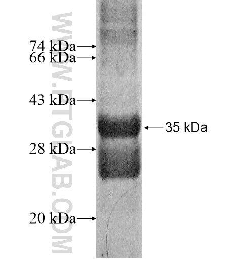 NDST3 fusion protein Ag16091 SDS-PAGE