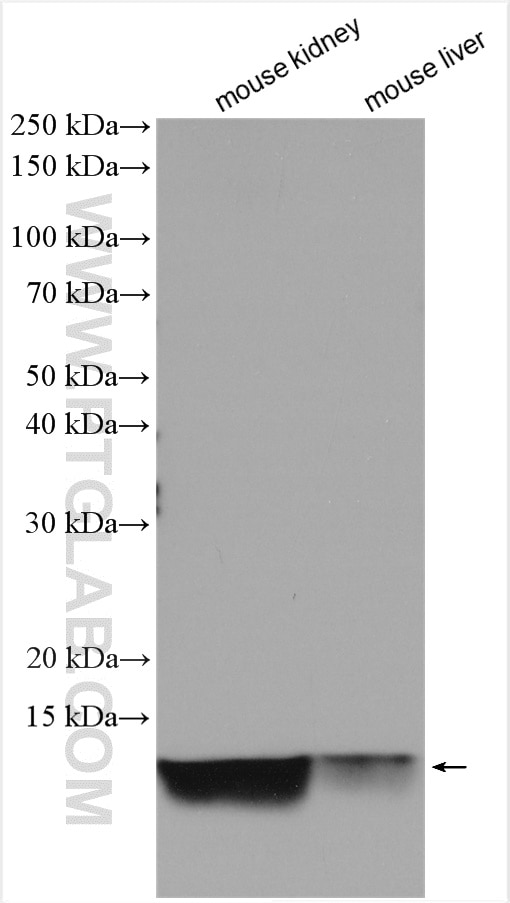 Western Blot (WB) analysis of various lysates using NDUFA1 Polyclonal antibody (15561-1-AP)