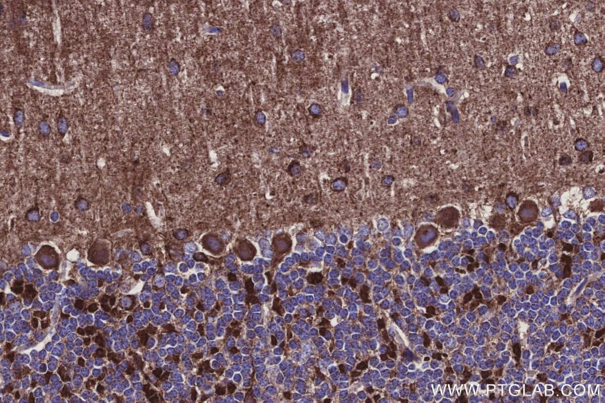 Immunohistochemistry (IHC) staining of mouse cerebellum tissue using NDUFA1 Recombinant monoclonal antibody (86470-1-RR)