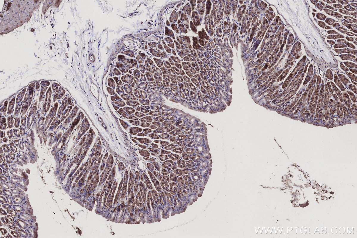 Immunohistochemistry (IHC) staining of mouse stomach tissue using NDUFA1 Recombinant monoclonal antibody (86470-1-RR)