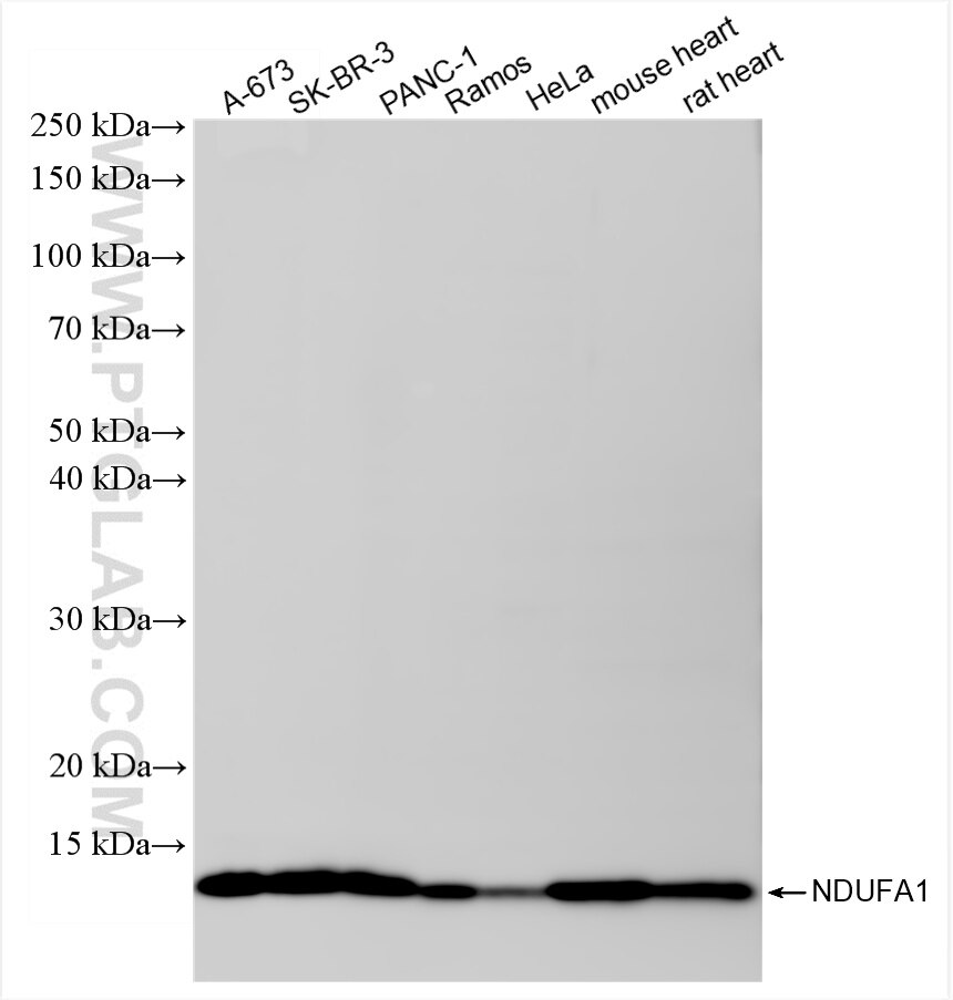 Various lysates were subjected to SDS PAGE followed by western blot with 86470-1-RR (NDUFA1 antibody) at dilution of 1:20000 incubated at room temperature for 1.5 hours. Western Blot (WB) analysis of various lysates using NDUFA1 Recombinant antibody (86470-1-RR)
