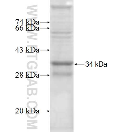 NDUFA1 fusion protein Ag7206 SDS-PAGE