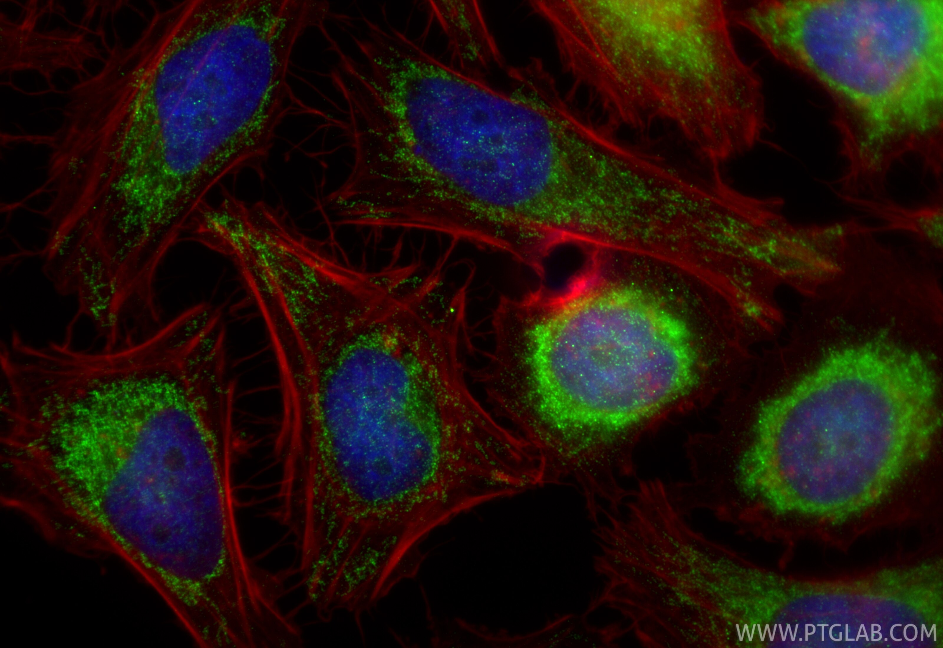 IF Staining of HeLa using 32947-1-AP Immunofluorescence (IF) / fluorescent staining of HeLa cells using NDUFA10 Polyclonal antibody (32947-1-AP)