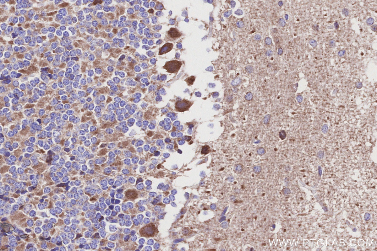 IHC staining of mouse cerebellum using 32947-1-AP Immunohistochemistry (IHC) staining of mouse cerebellum tissue using NDUFA10 Polyclonal antibody (32947-1-AP)