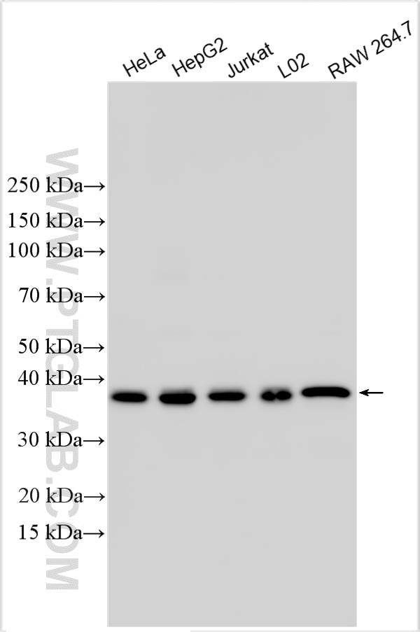 WB analysis using 32947-1-AP Western Blot (WB) analysis of various lysates using NDUFA10 Polyclonal antibody (32947-1-AP)