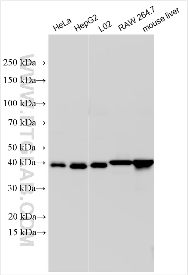 WB analysis using 32947-1-AP Western Blot (WB) analysis of various lysates using NDUFA10 Polyclonal antibody (32947-1-AP)