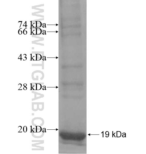 NDUFA11 fusion protein Ag11746 SDS-PAGE