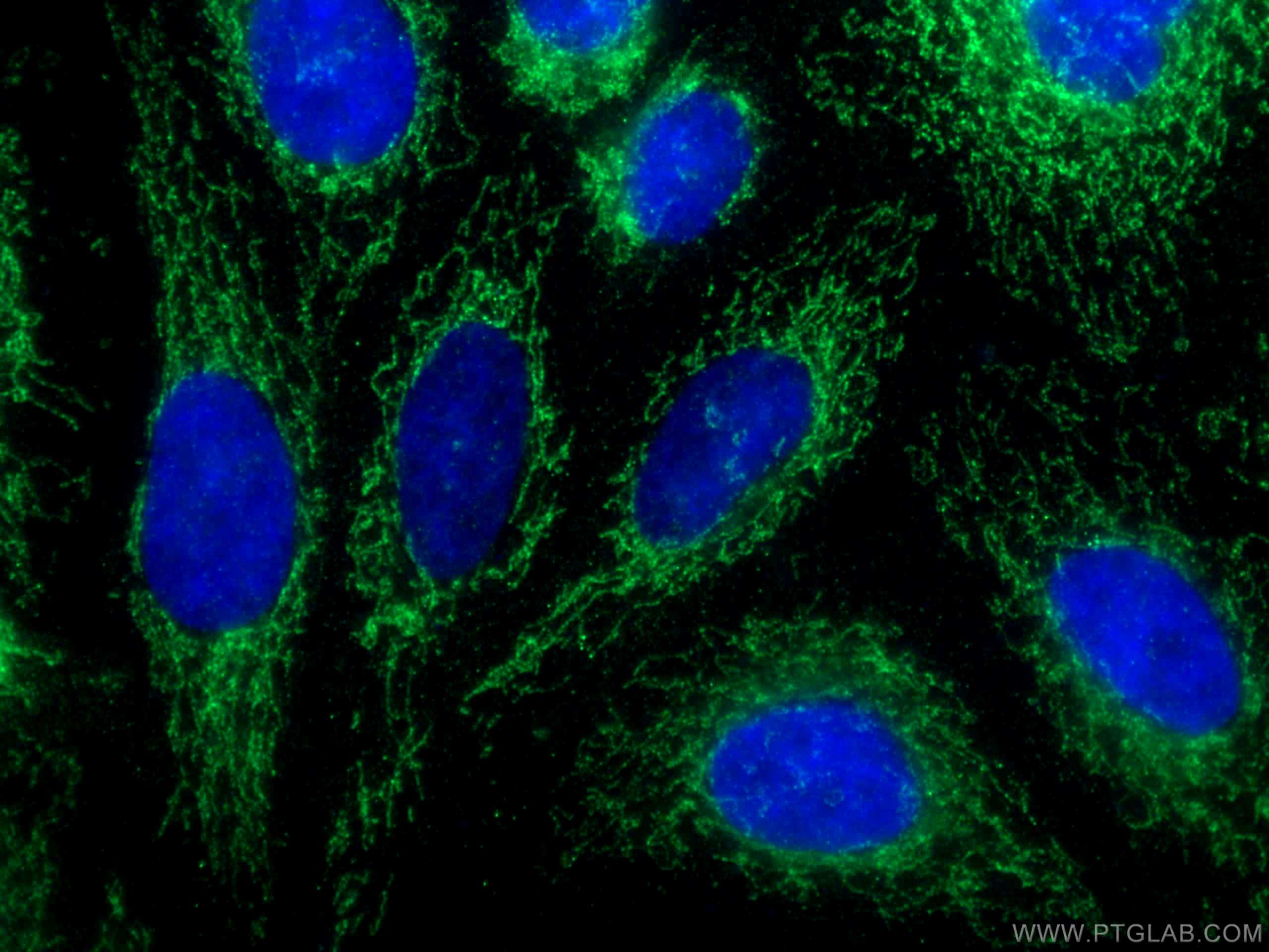 Immunofluorescence (IF) / fluorescent staining of HepG2 cells using DAP13 Polyclonal antibody (15793-1-AP)
