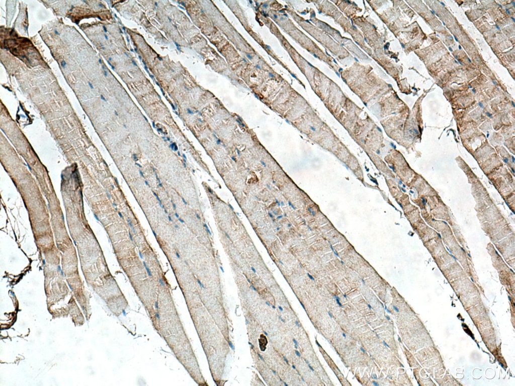 Immunohistochemistry (IHC) staining of mouse skeletal muscle tissue using DAP13 Polyclonal antibody (15793-1-AP)