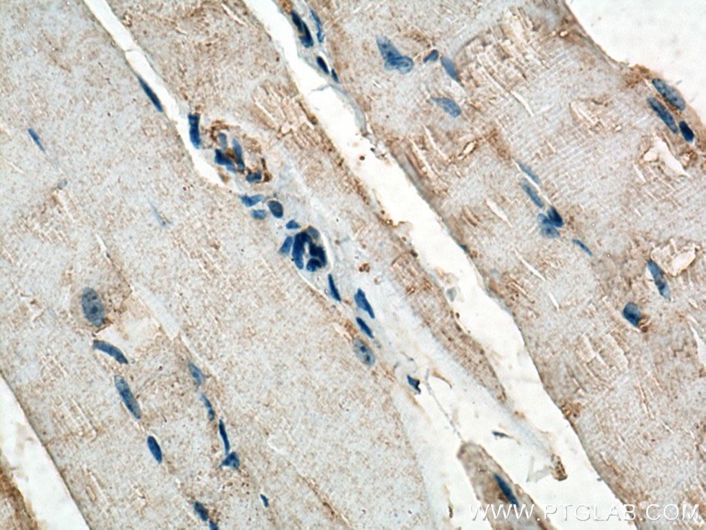 Immunohistochemistry (IHC) staining of mouse skeletal muscle tissue using DAP13 Polyclonal antibody (15793-1-AP)