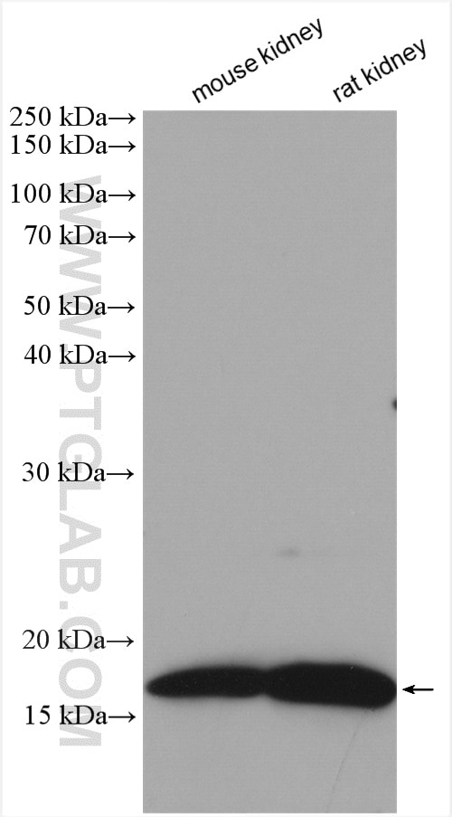 Western Blot (WB) analysis of various lysates using DAP13 Polyclonal antibody (15793-1-AP)