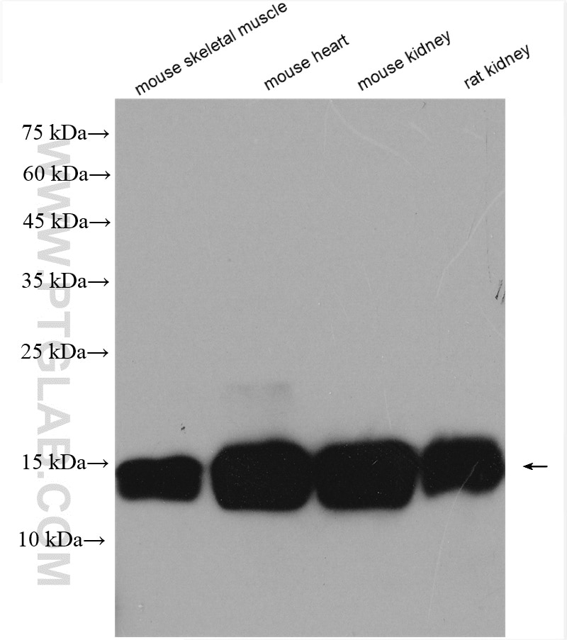 Western Blot (WB) analysis of various lysates using DAP13 Polyclonal antibody (15793-1-AP)