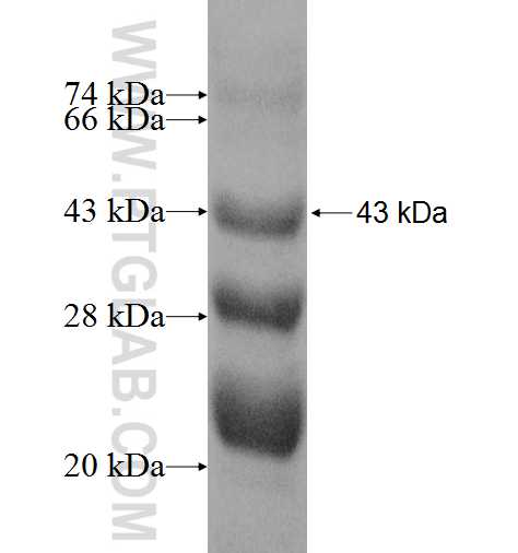 NDUFA12 fusion protein Ag8501 SDS-PAGE