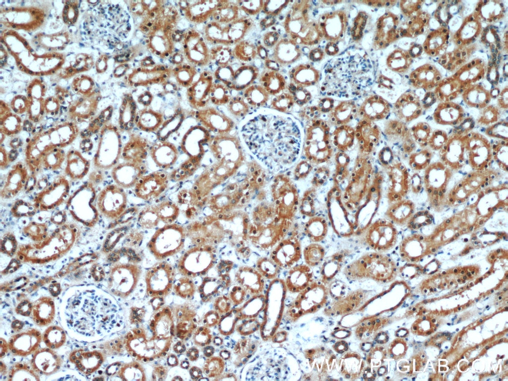 Immunohistochemistry (IHC) staining of human kidney tissue using GRIM19 Polyclonal antibody (10986-1-AP)