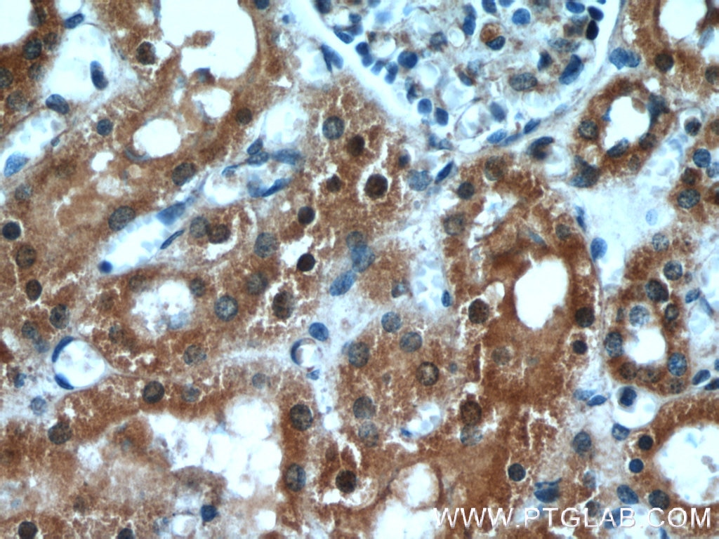 Immunohistochemistry (IHC) staining of human kidney tissue using GRIM19 Polyclonal antibody (10986-1-AP)