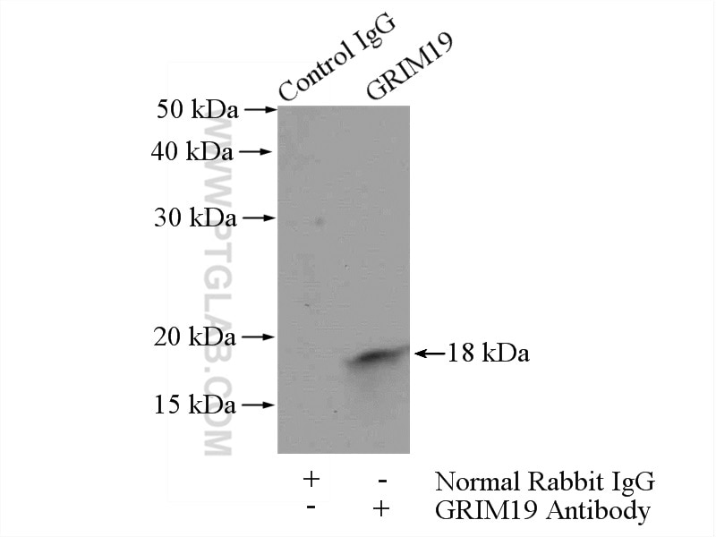 Immunoprecipitation (IP) experiment of HEK-293 cells using GRIM19 Polyclonal antibody (10986-1-AP)