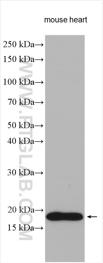 Western Blot (WB) analysis of various lysates using GRIM19 Polyclonal antibody (10986-1-AP)