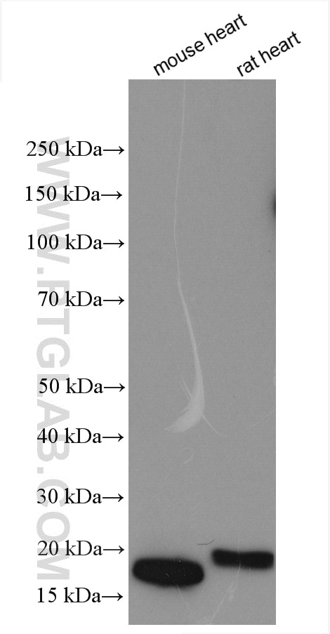 Western Blot (WB) analysis of various lysates using GRIM19 Polyclonal antibody (10986-1-AP)