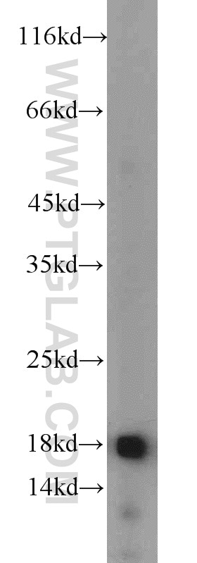 Western Blot (WB) analysis of HEK-293 cells using GRIM19 Polyclonal antibody (10986-1-AP)