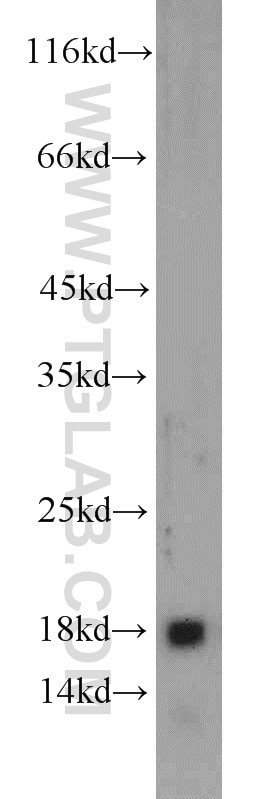 Western Blot (WB) analysis of MCF-7 cells using GRIM19 Polyclonal antibody (10986-1-AP)