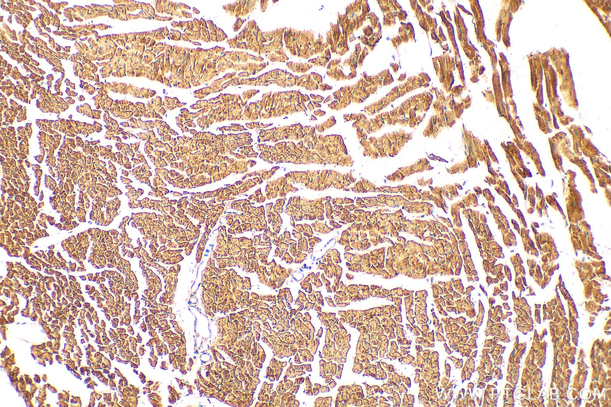Immunohistochemistry (IHC) staining of mouse heart tissue using NDUFA2 Polyclonal antibody (15889-1-AP)