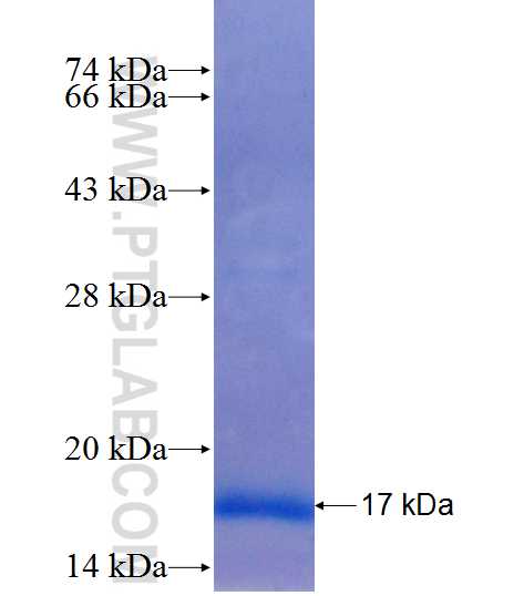NDUFA2 fusion protein Ag10865 SDS-PAGE