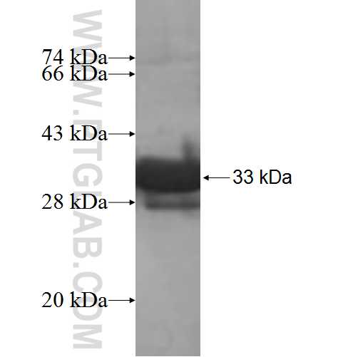 NDUFA2 fusion protein Ag8675 SDS-PAGE