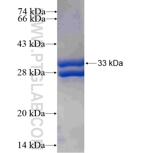 NDUFA3 fusion protein Ag10912 SDS-PAGE