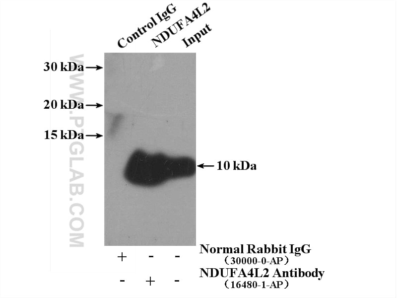 Immunoprecipitation (IP) experiment of HeLa cells using NDUFA4L2 Polyclonal antibody (16480-1-AP)