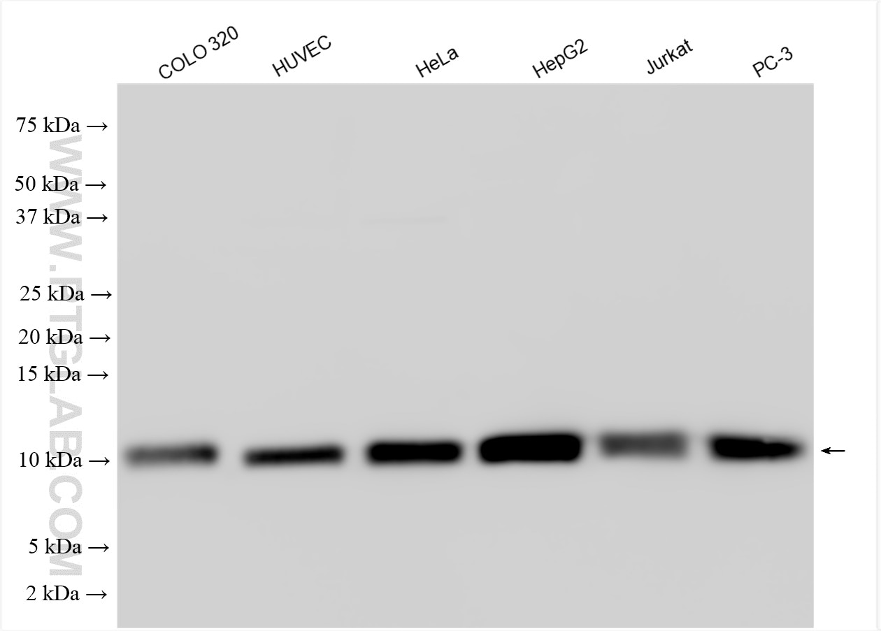 Western Blot (WB) analysis of various lysates using NDUFA4L2 Polyclonal antibody (16480-1-AP)