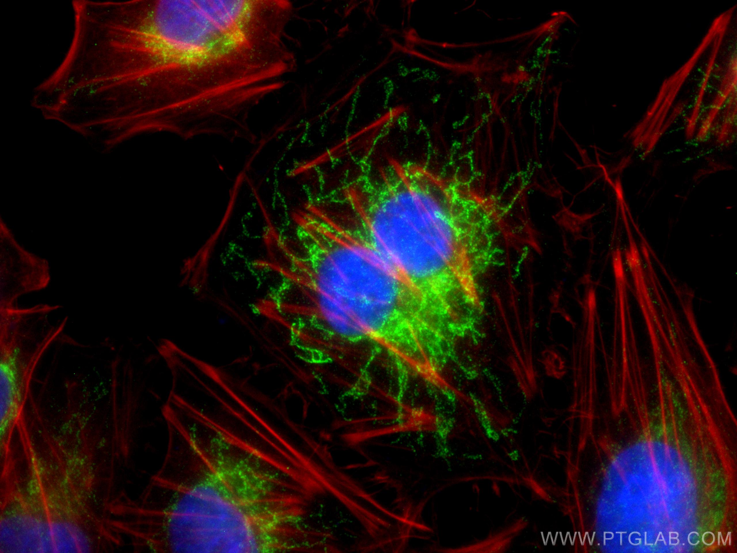Immunofluorescence (IF) / fluorescent staining of HUVEC cells using NDUFA4L2 Monoclonal antibody (66050-1-Ig)