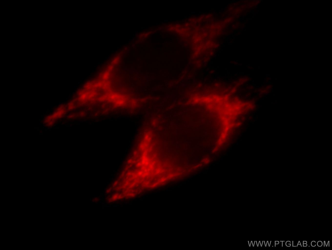 Immunofluorescence (IF) / fluorescent staining of MCF-7 cells using NDUFA4L2 Monoclonal antibody (66050-1-Ig)