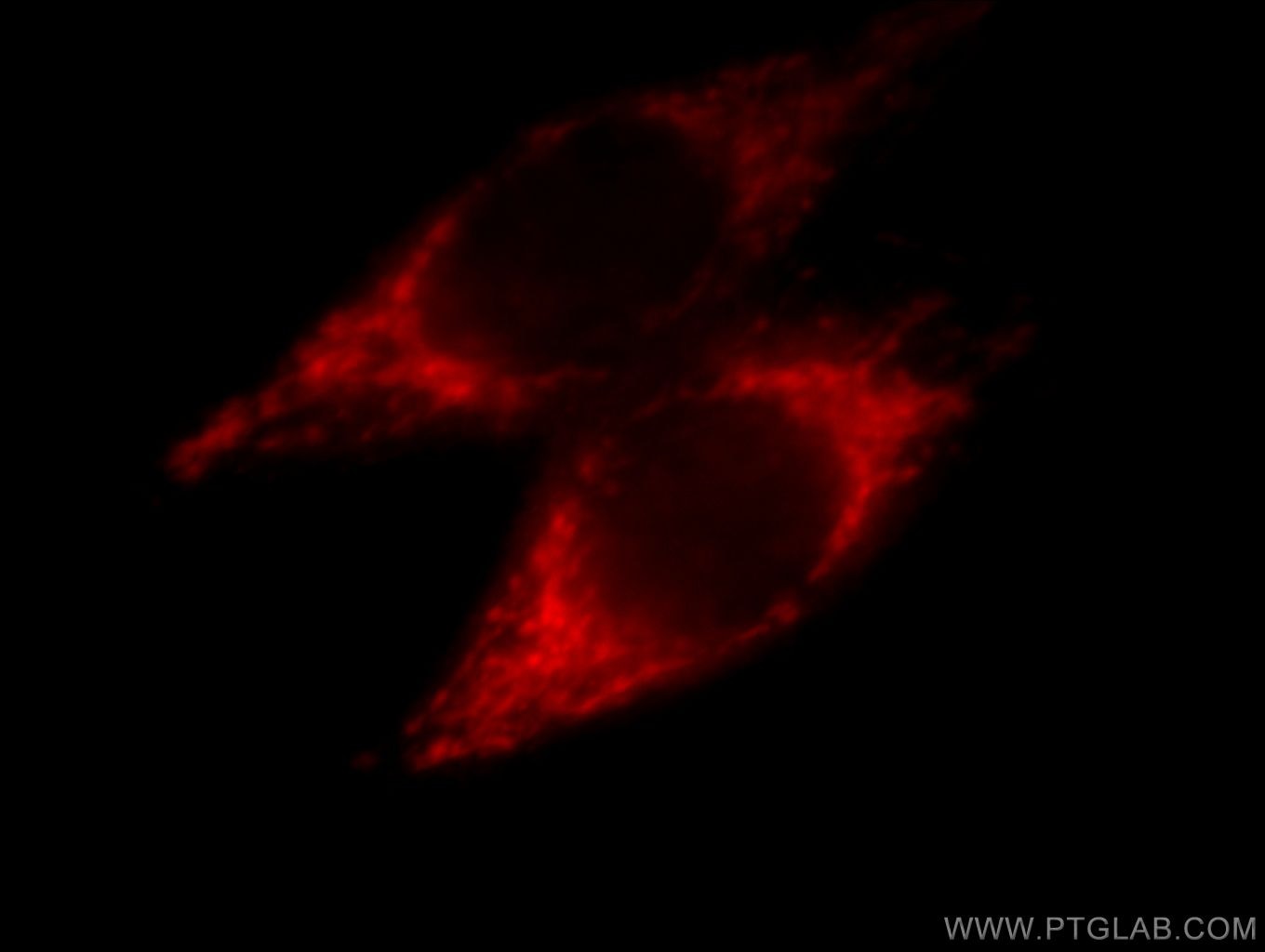 IF Staining of MCF-7 using 66050-1-Ig