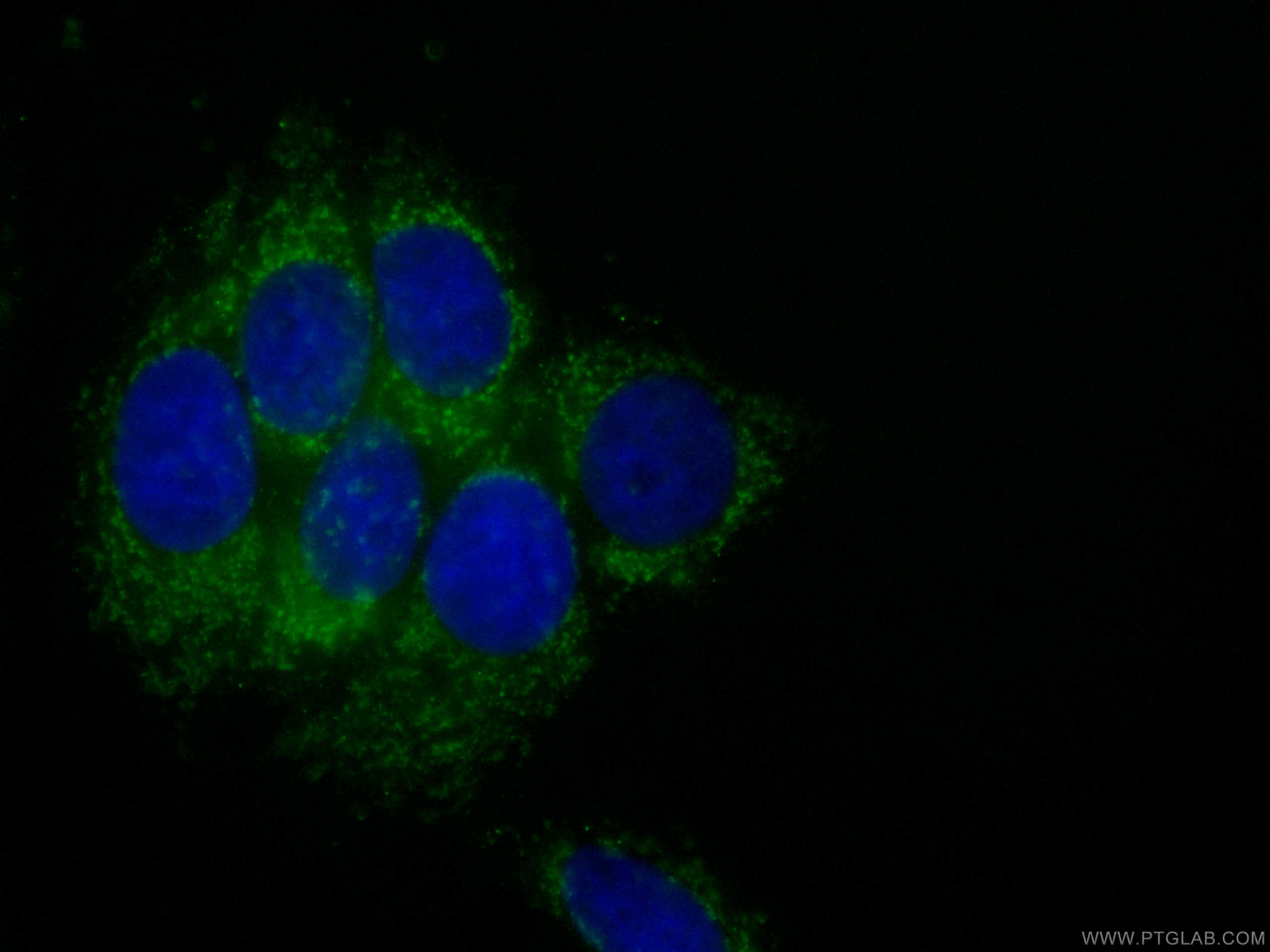 Immunofluorescence (IF) / fluorescent staining of MCF-7 cells using CoraLite® Plus 488-conjugated NDUFA4L2 Monoclonal  (CL488-66050)