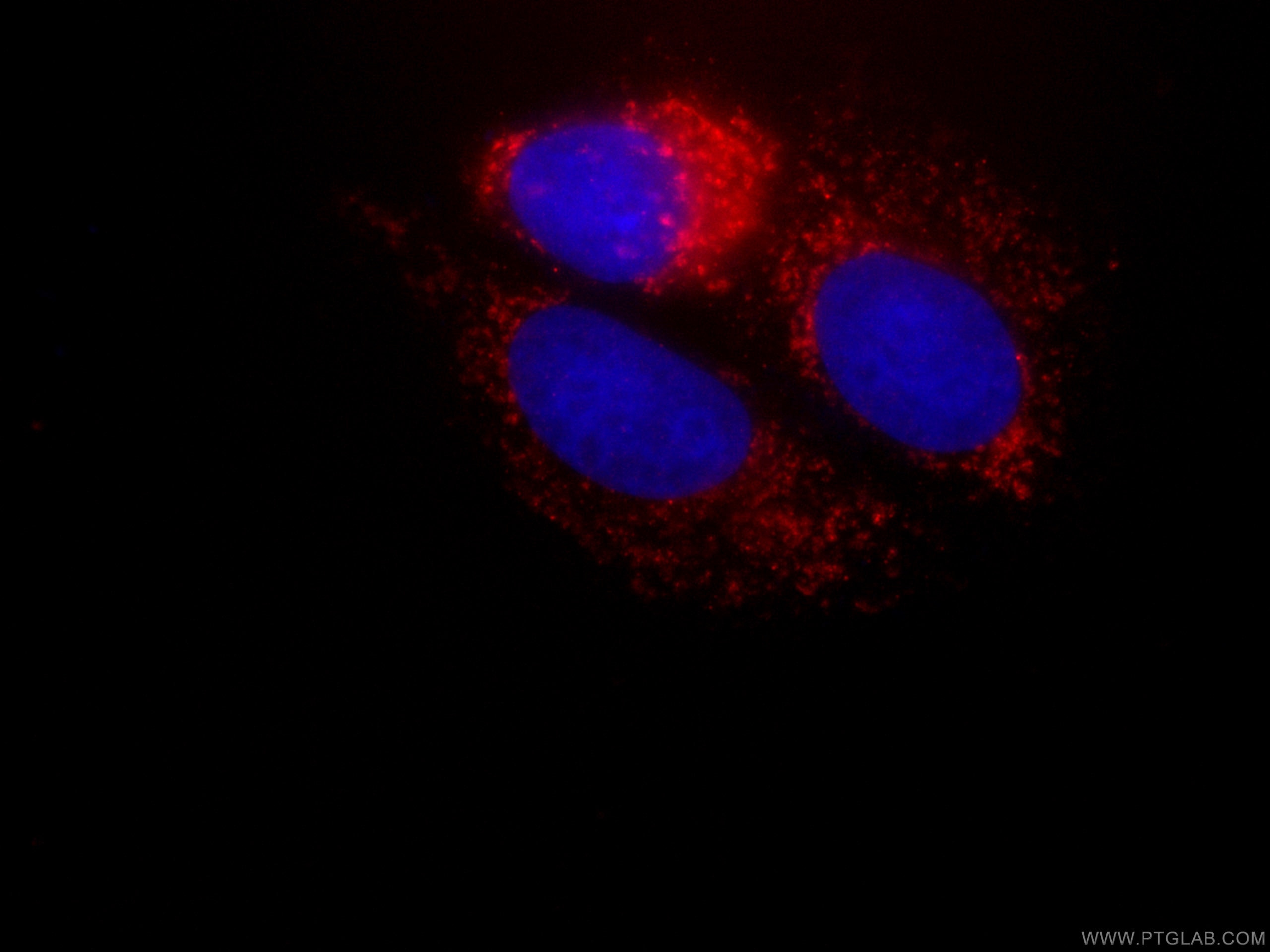 Immunofluorescence (IF) / fluorescent staining of MCF-7 cells using CoraLite®594-conjugated NDUFA4L2 Monoclonal antibo (CL594-66050)