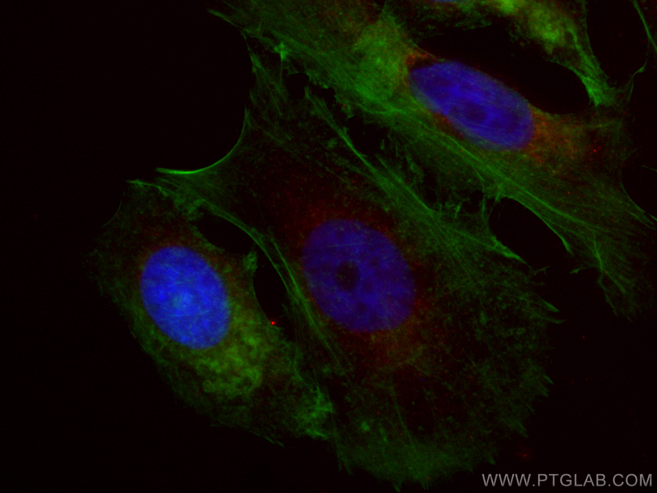 Immunofluorescence (IF) / fluorescent staining of MCF-7 cells using CoraLite®594-conjugated NDUFA4L2 Monoclonal antibo (CL594-66050)