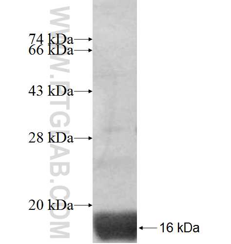 NDUFA4L2 fusion protein Ag9233 SDS-PAGE