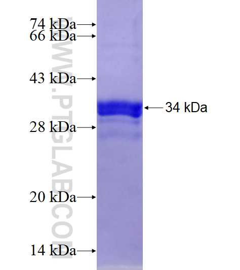 NDUFA4L2 fusion protein Ag9600 SDS-PAGE
