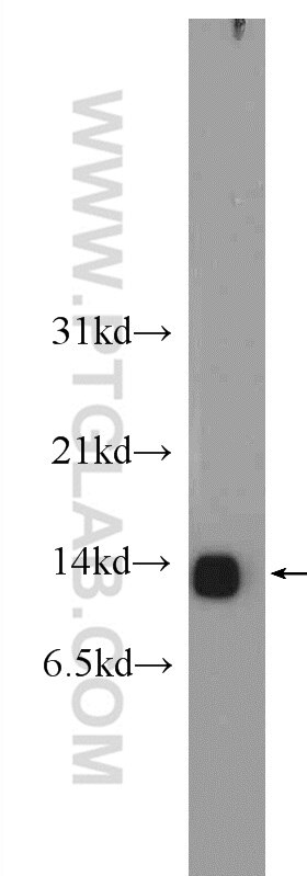Western Blot (WB) analysis of rat liver tissue using NDUFA5 Polyclonal antibody (16640-1-AP)