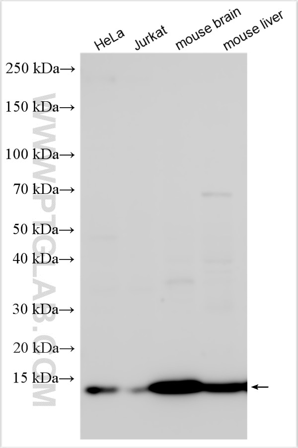 Western Blot (WB) analysis of various lysates using NDUFA5 Polyclonal antibody (16640-1-AP)