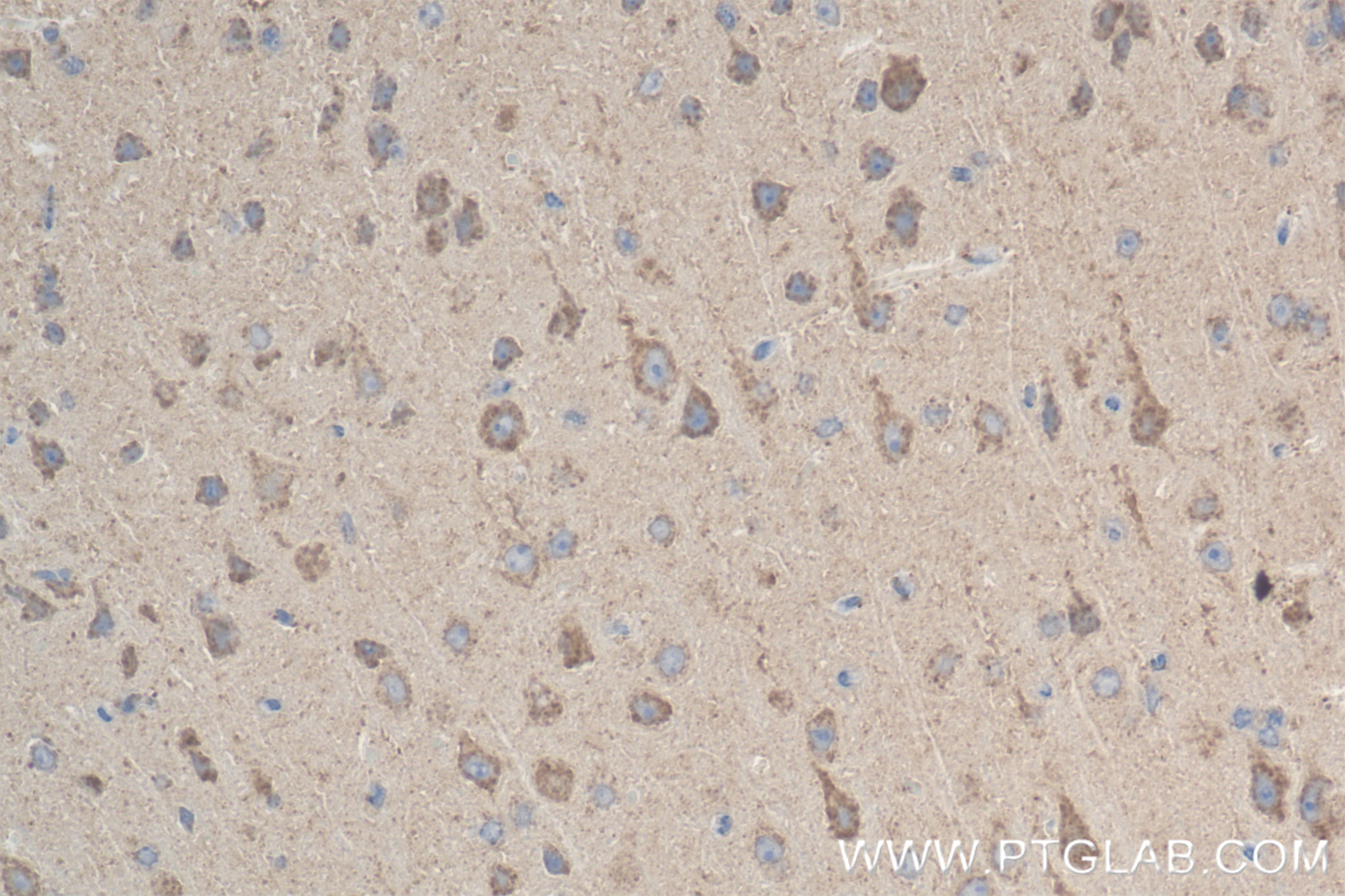 Immunohistochemistry (IHC) staining of mouse brain tissue using NDUFA5 Recombinant antibody (85187-1-RR)
