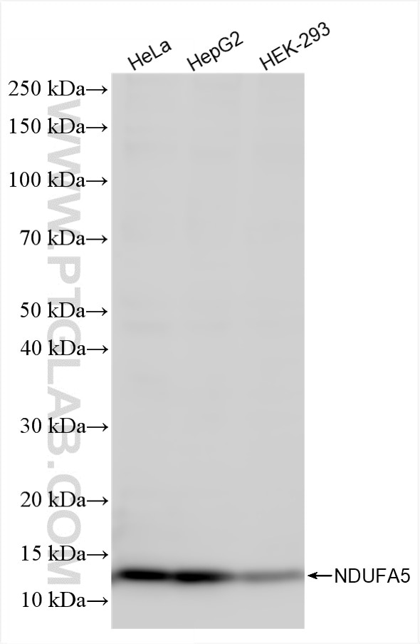 Western Blot (WB) analysis of various lysates using NDUFA5 Recombinant antibody (85187-1-RR)