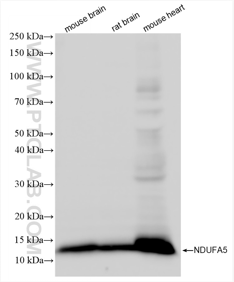 Western Blot (WB) analysis of various lysates using NDUFA5 Recombinant antibody (85187-1-RR)
