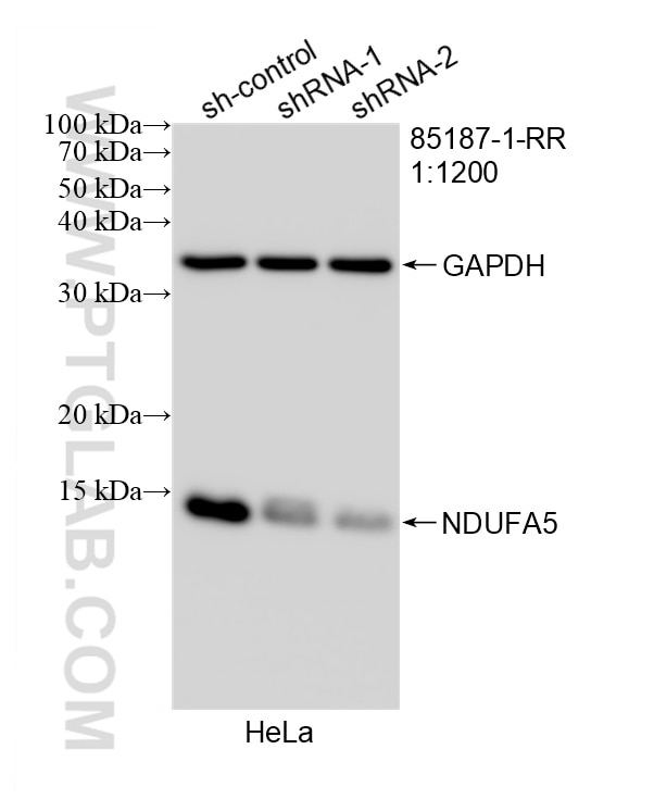 WB analysis of HeLa using 85187-1-RR (same clone as 85187-1-PBS) Western Blot (WB) analysis of HeLa cells using NDUFA5 Recombinant monoclonal antibody (85187-1-RR)