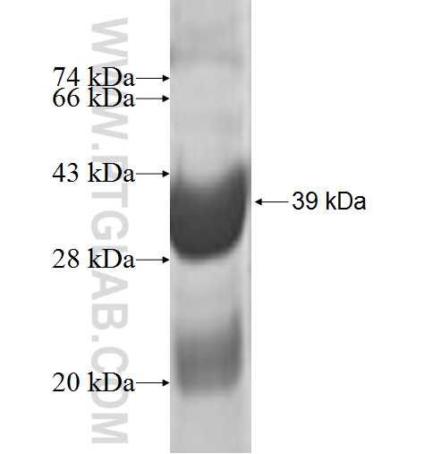 NDUFA5 fusion protein Ag9995 SDS-PAGE